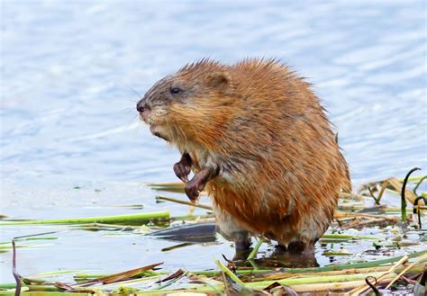 Muskrat .